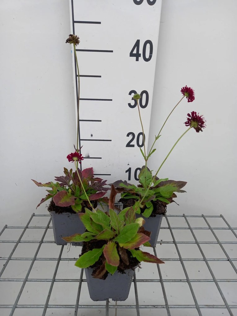 Knautia macedonica 'Mars Midget' - pot 9x9 cm