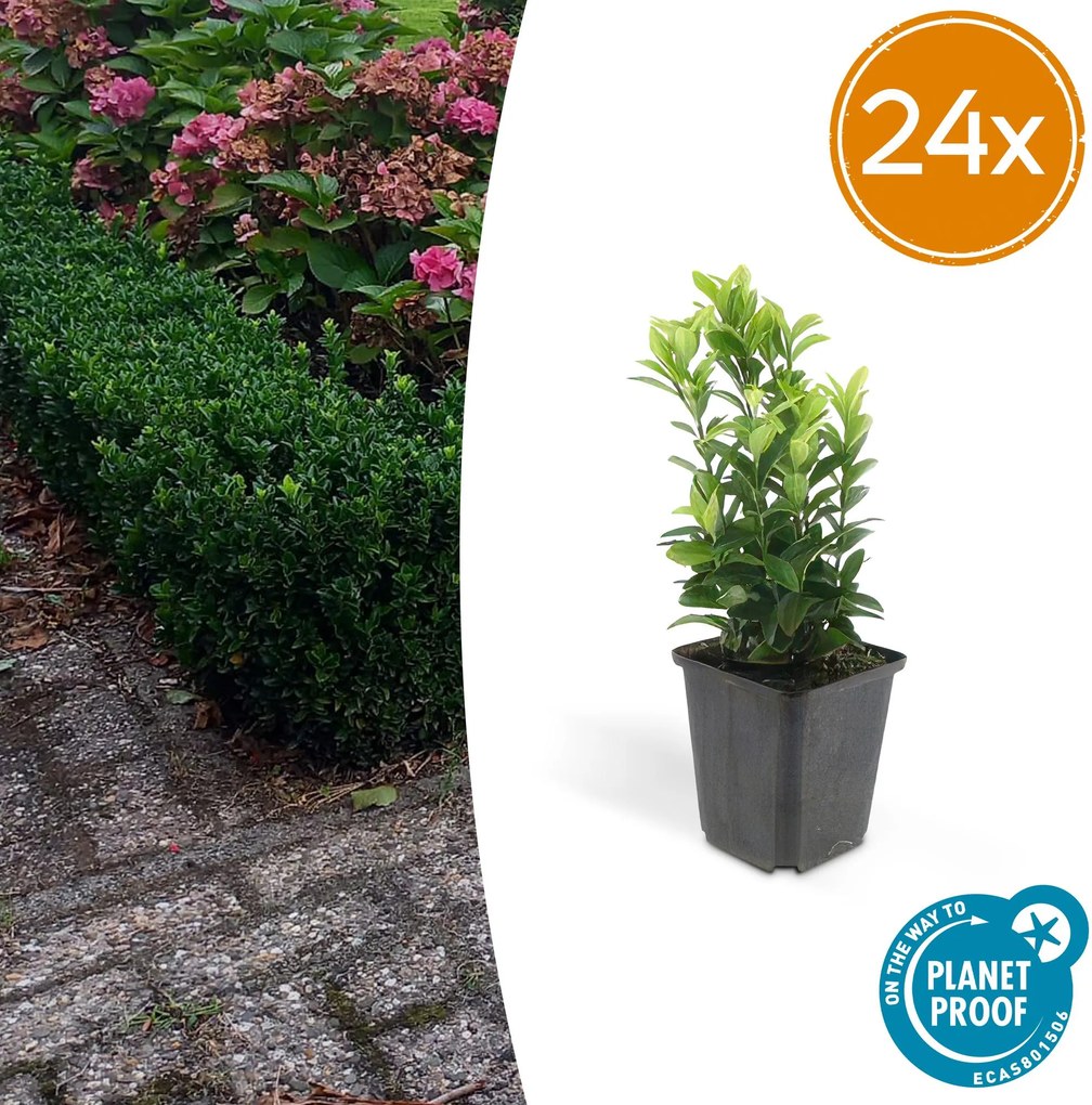 Euonymus Japonicus 'Green Spire' - 20cm
