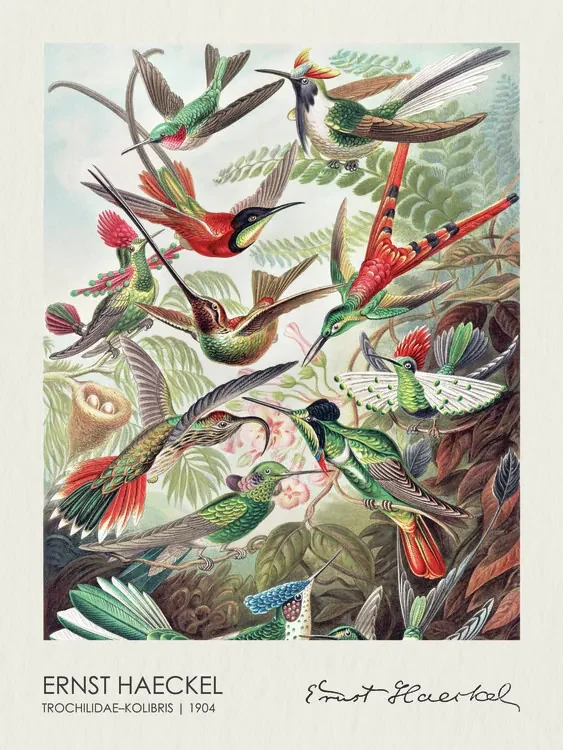 Kunstreproductie Trochilidae–Kolibris (1904), Ernst Haeckel