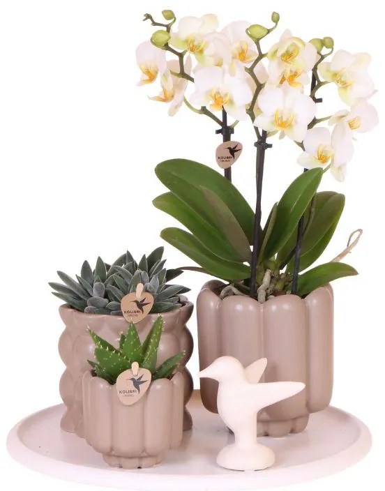 Kolibri Orchids | Gift Set Slow Living | Groene planten met witte Phalaenopsis orchidee Lausanne in keramieken sierpotten beige op wit dienblad