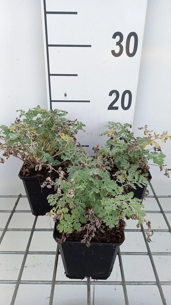 Tanacetum niveum 'Jackpot' - pot 9x9 cm