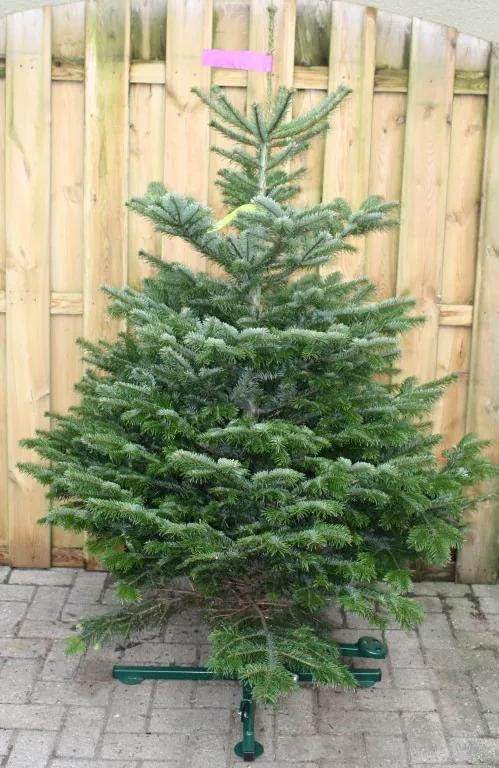 Kerstboom Warentuin Nordman A - kwaliteit Abies Nordmanniana 125 - 150 cm Warentuin Natuurlijk