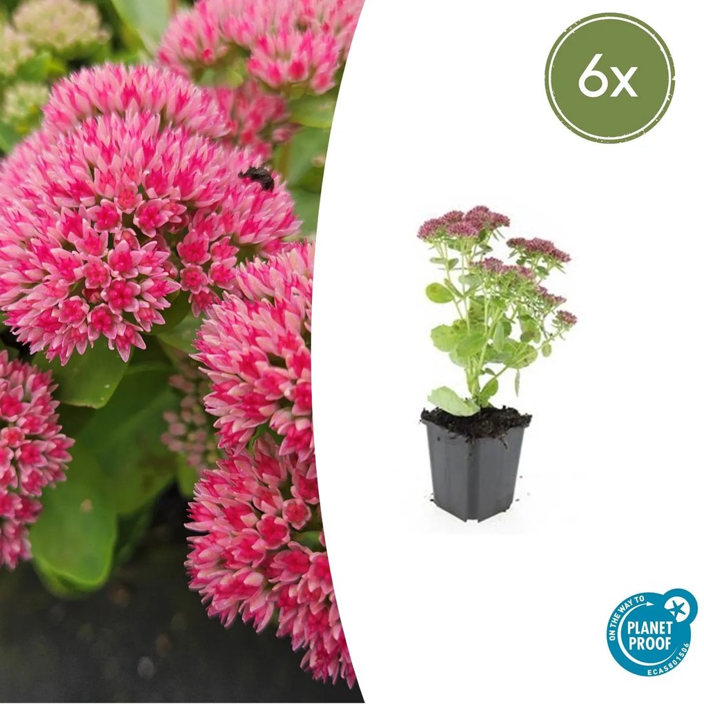 Sedum 'Herbstfreude' - 20cm