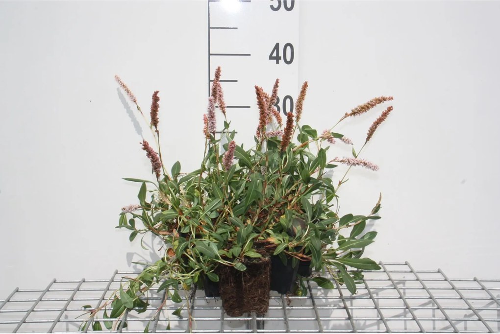 Persicaria affinis 'Superba' - pot 9x9 cm -