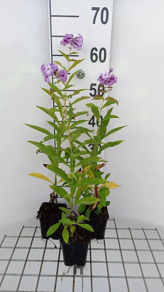 Phlox 'Uspech' - pot 9x9 cm -