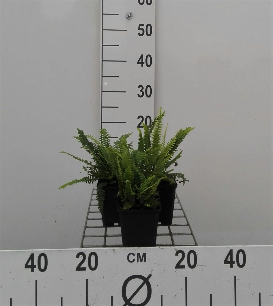 Blechnum spicant - pot 9x9 cm -