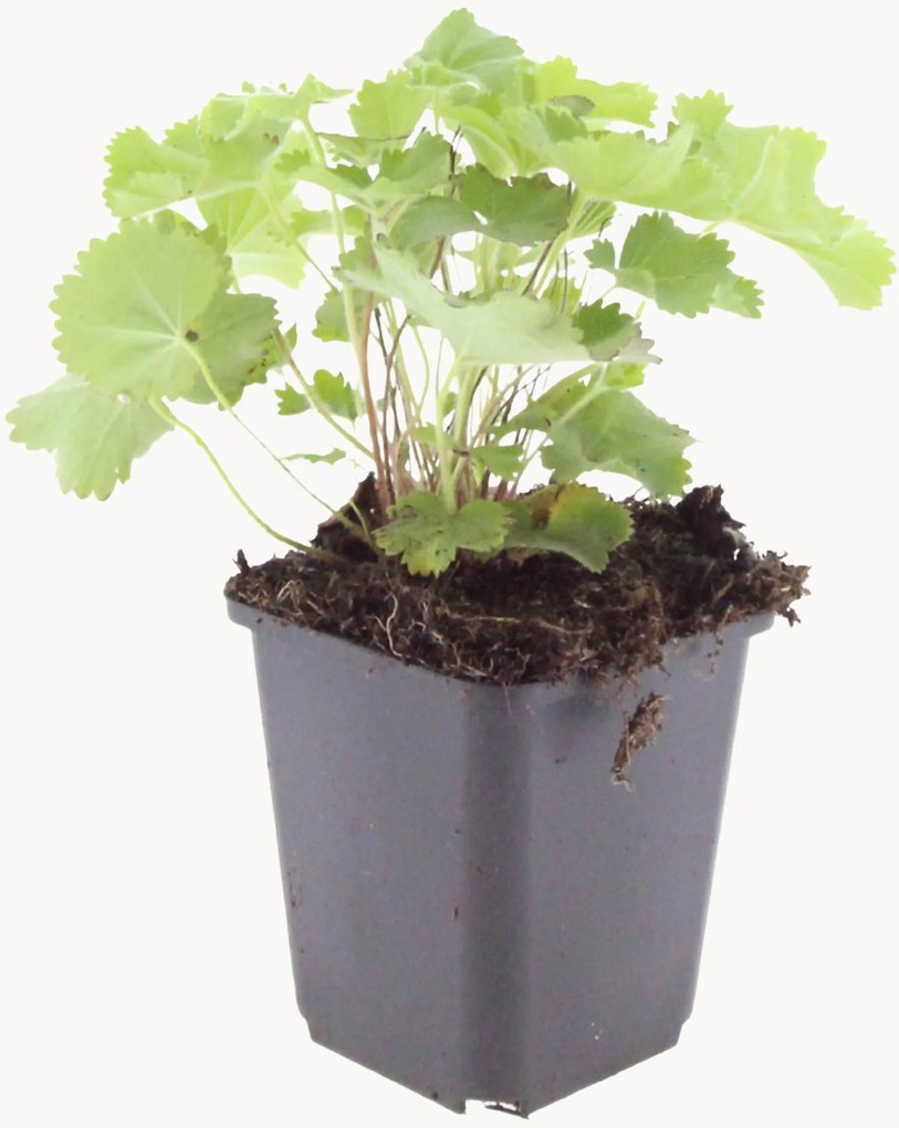 Planten Lady's Mantle Alchemilla Mollis, 6-delig