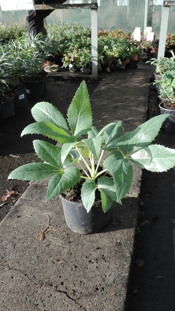 Helleborus argutifolius - pot 2L