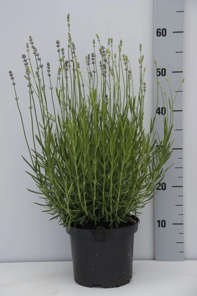 Lavandula angustifolia 'Dwarf Blue' - pot 3L (Lavendel) -