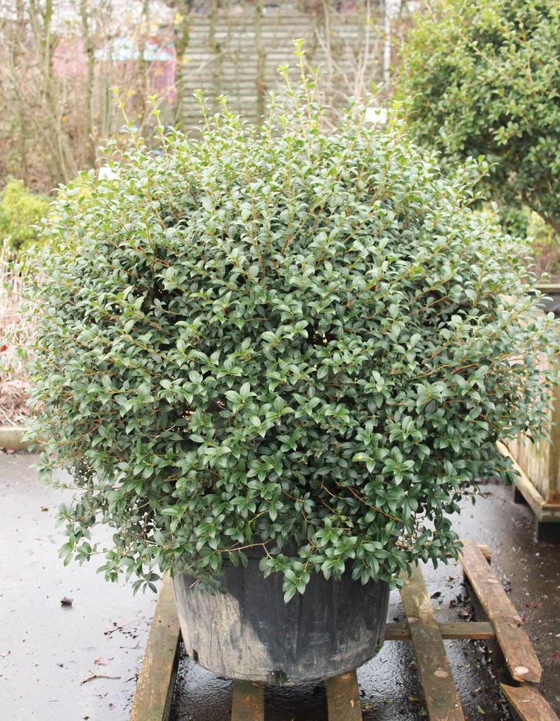 Osmanthus x burkwoodii - pot - bolvorm diameter 110+ cm