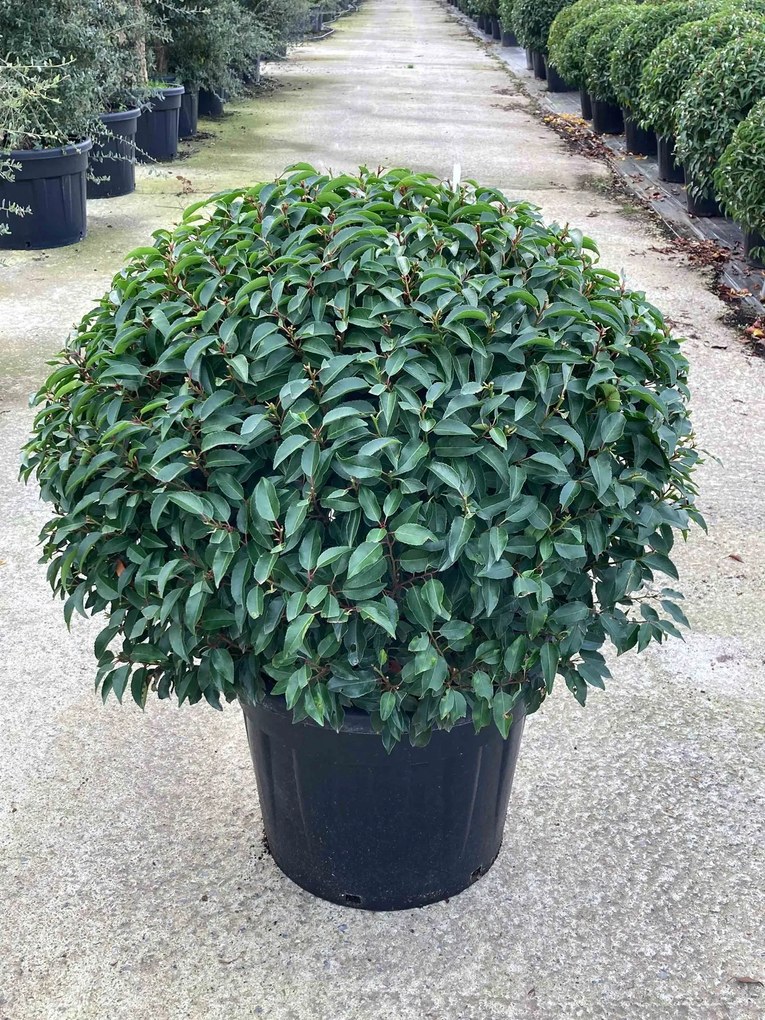 Prunus lusitanica 'Angustifolia' - pot - bolvorm diameter 100+ cm