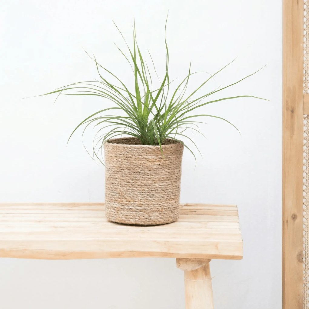Beaucarnea Recurvata 'Nolina' - 25 cm