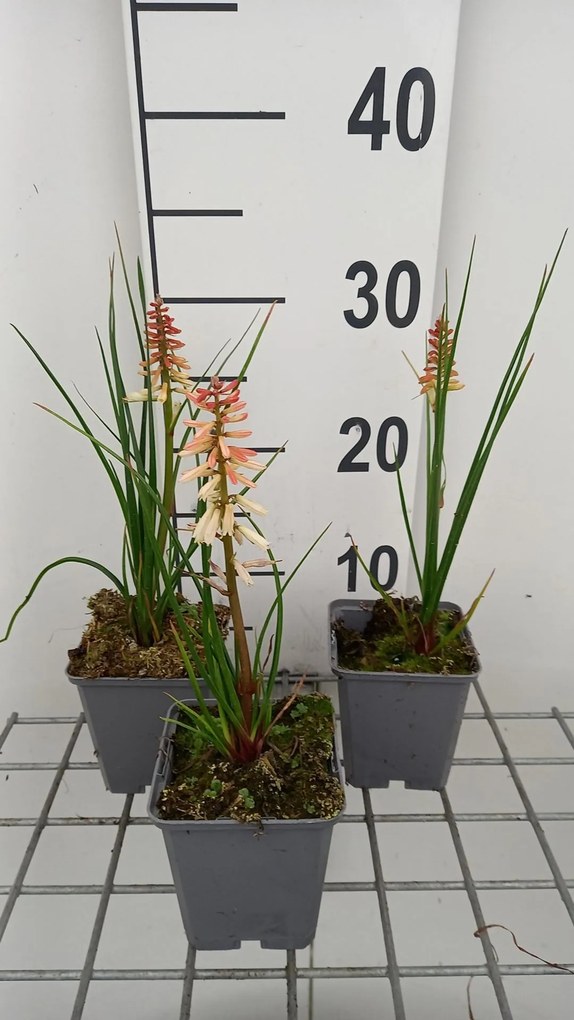 Kniphofia 'Orange Vanilla Popsicle' - pot 9x9 cm