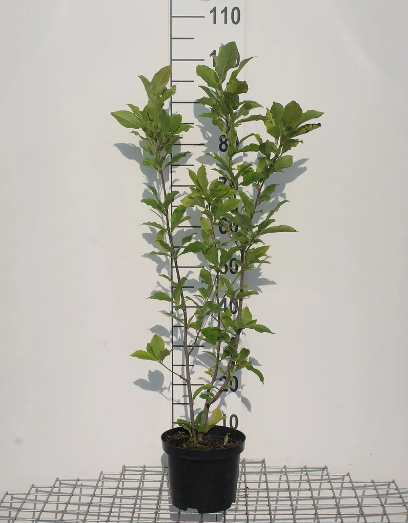 Magnolia 'Susan' - pot - 50-60 cm -