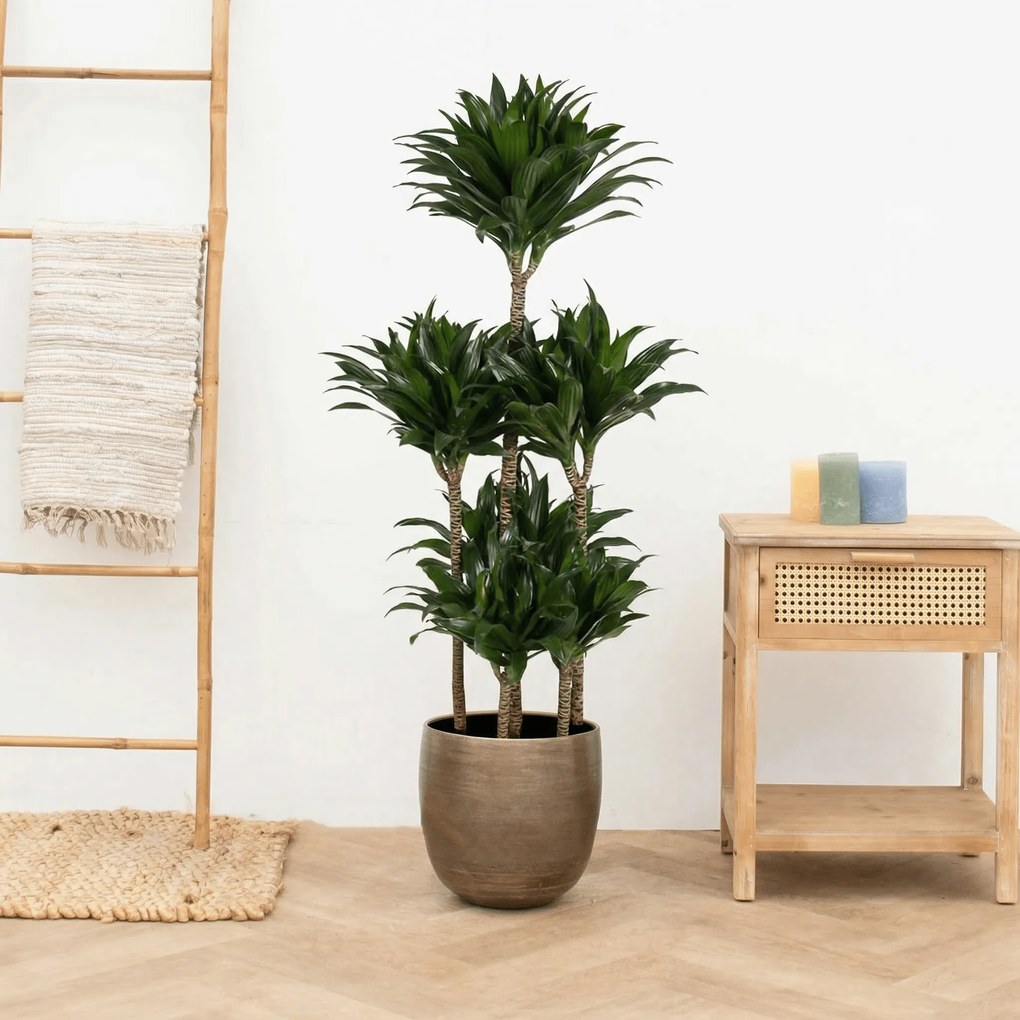 Dracaena Fragrans compacta carrousel - 140 cm