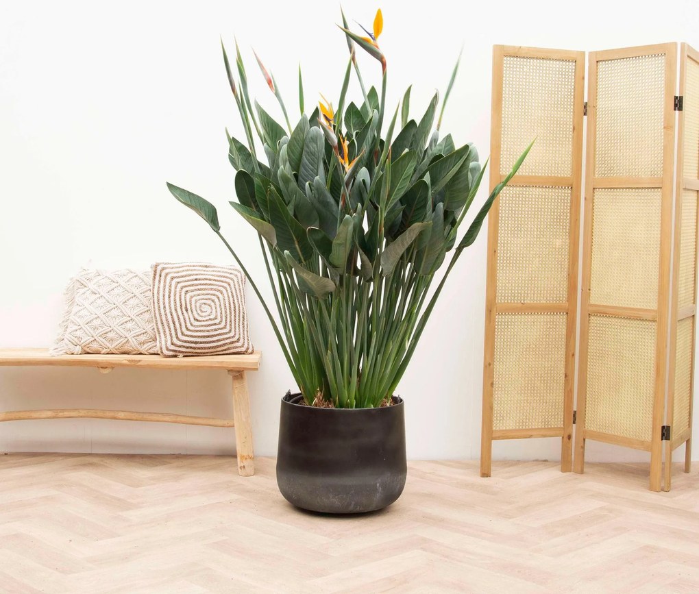 Strelitzia Reginae XXL - 180cm
