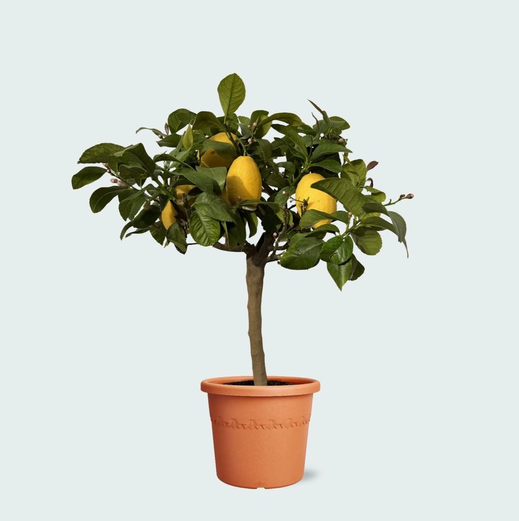 Citroenboompje - 70cm