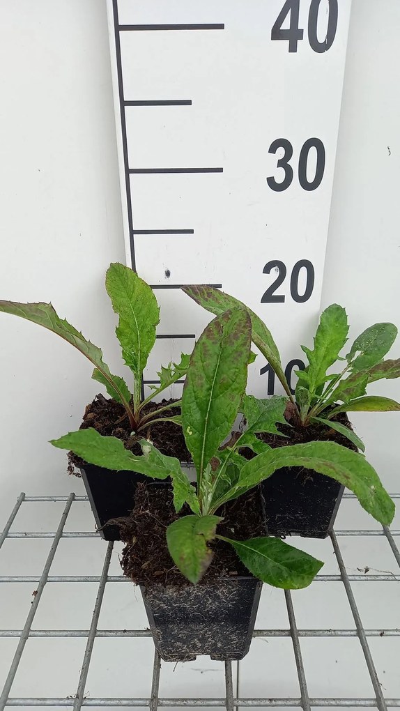 Echinops bannaticus 'Blue Globe' - pot 9x9 cm -