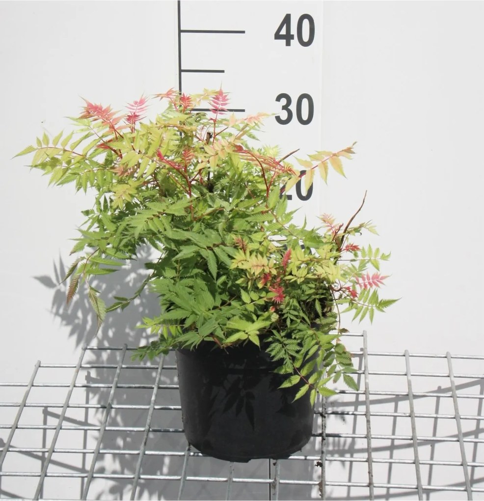 Sorbaria sorbifolia - pot - 40-60 cm