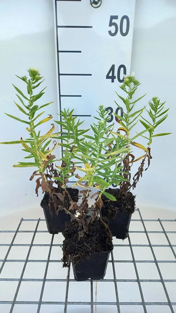 Aster novae-angliae 'Herbstschnee' - pot 9x9 cm