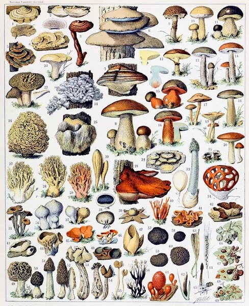 Kunstreproductie Illustration of  Mushrooms  c.1923, Millot, Adolphe Philippe