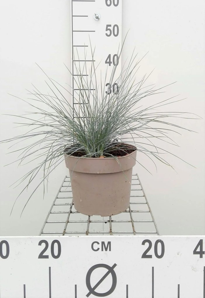 Festuca glauca - pot 3L -