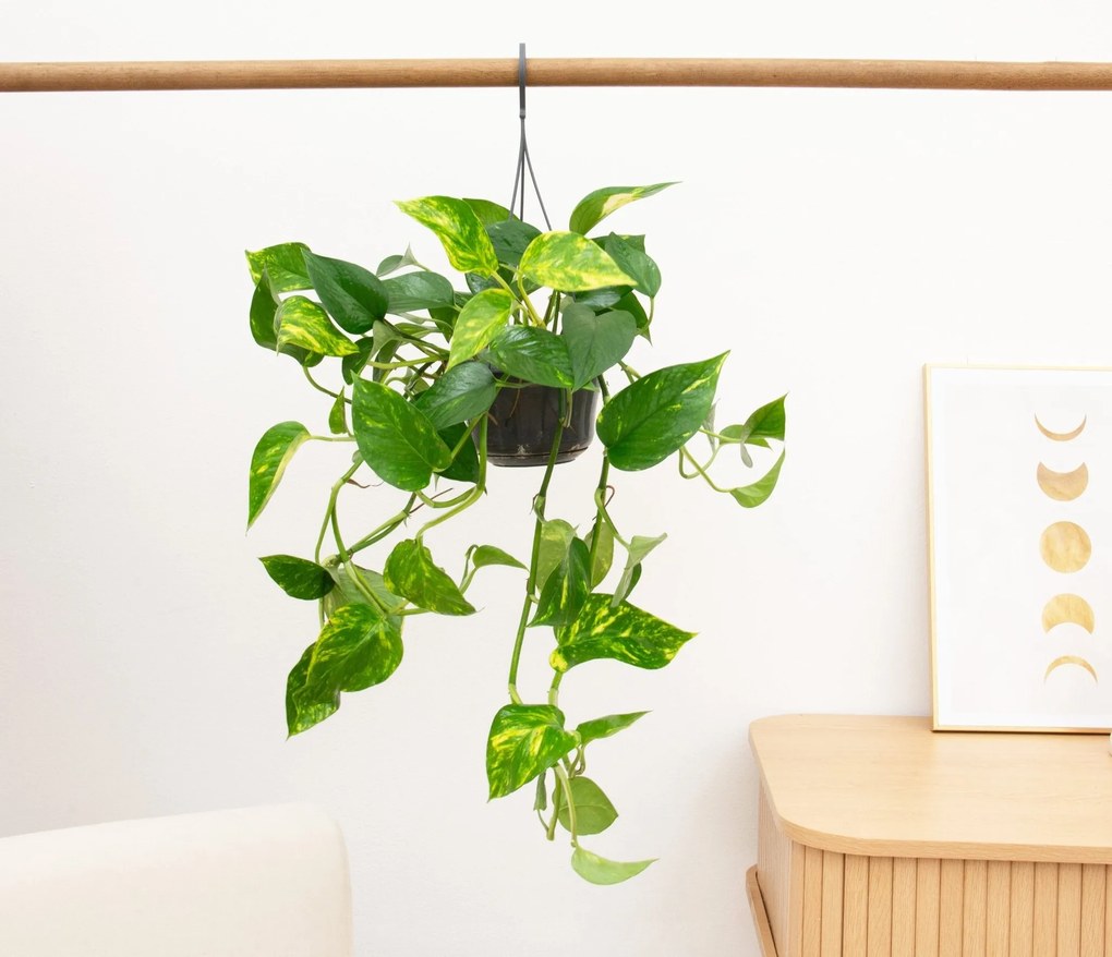 Epipremnum Aureum - 30 cm