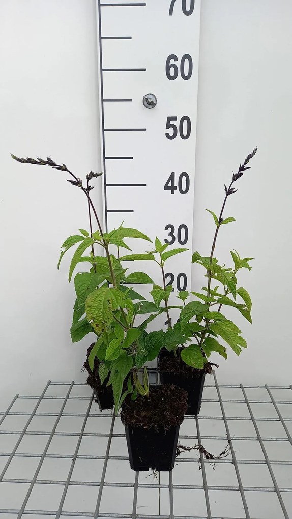 Salvia guaranitica 'Black and Blue' - pot 9x9 cm -