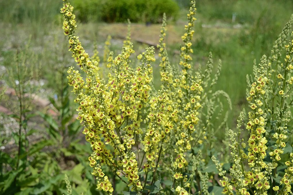 Verbascum nigrum - pot 9x9 cm
