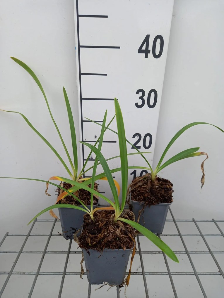 Agapanthus 'RFDD' (Double Diamond) - pot 9x9 cm