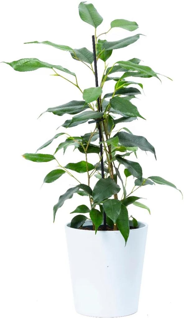 Ficus Danielle | ↕ 45cm | Ø 12cm - Bloomgift