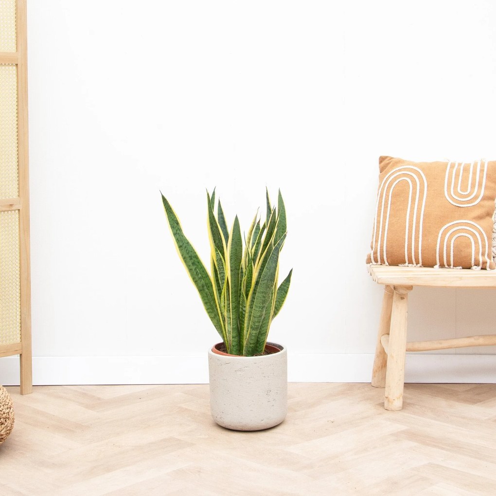 Sansevieria Laurentii - 90cm