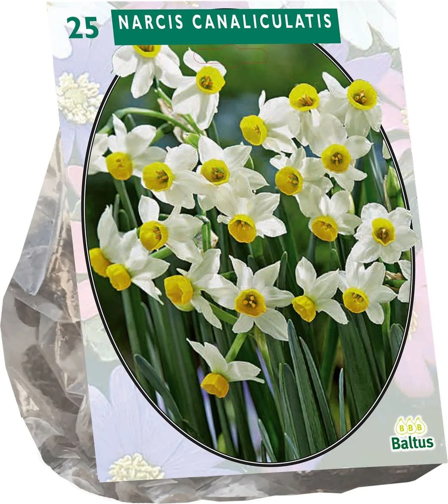 Baltus 'Narcis Canaliculatis' - voorjaarsbloeiers - 25 bollen