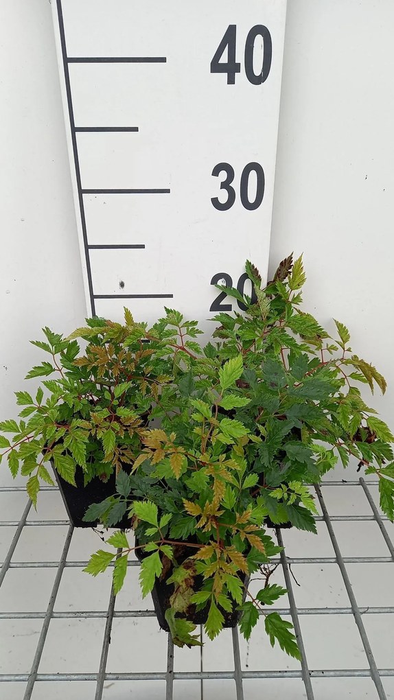 Aruncus 'Horatio' - pot 9x9 cm