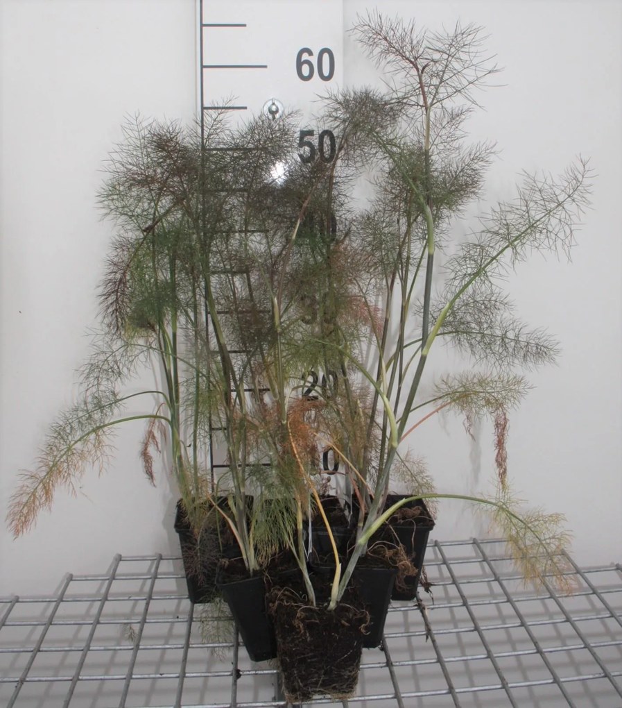 Foeniculum vulgare 'Giant Bronze' - pot 9x9 cm (Venkel 'Bronzen Bladvenkel' / 'Giant Bronze') -