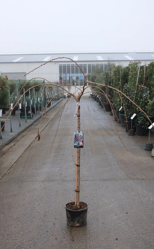 Prunus 'Kiku-shidare-zakura' - pot 10L - geënt op stamhoogte 120 cm