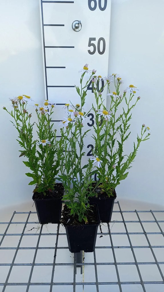 Kalimeris mongolica 'Mon Jardin' - pot 9x9 cm