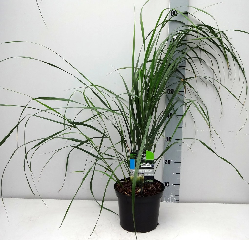 Calamagrostis x acutiflora 'Karl Foerster' - pot 3L -