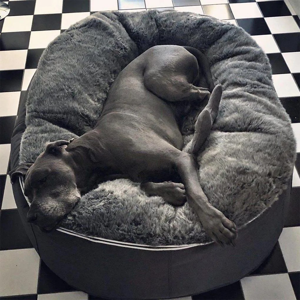 Pet Bed Indoor/Outdoor - XXL