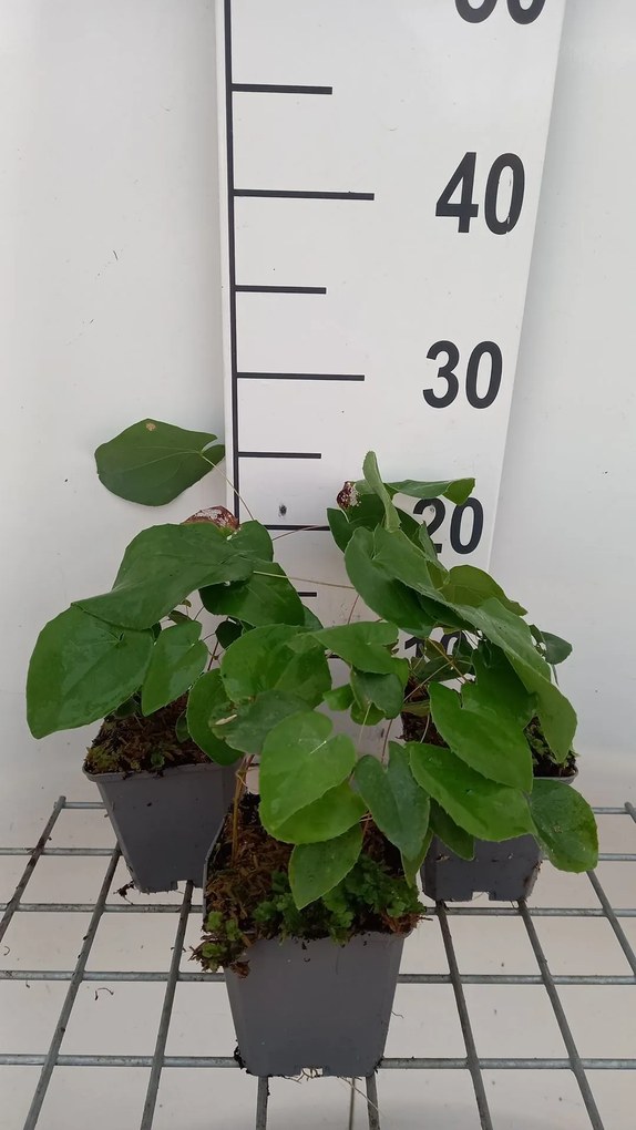 Epimedium pubigerum 'Orangekönigin' - pot 9x9 cm -