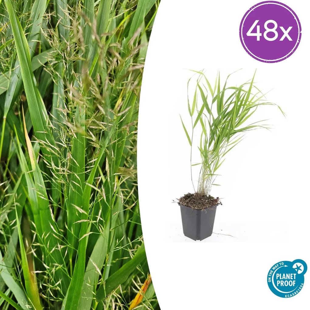 48x Hakonechloa macra - ↕10-25cm - Ø9cm