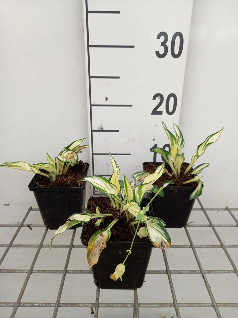 Hosta 'Fireworks' - pot 9x9 cm -
