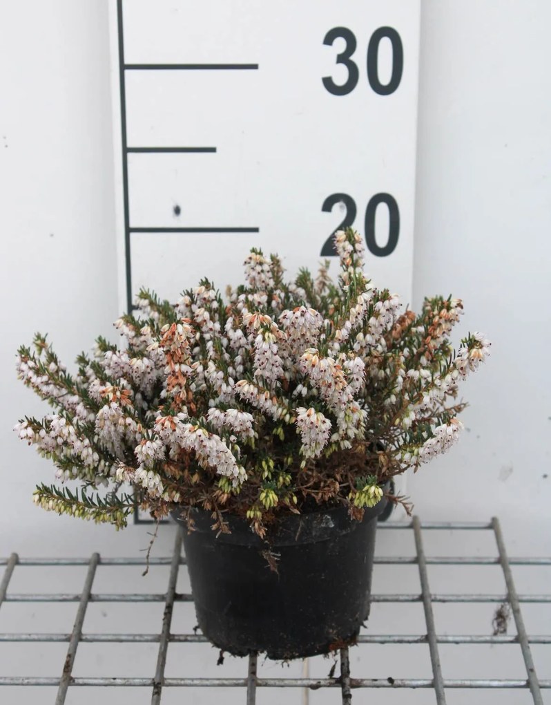 Erica x darleyensis 'White Perfection' - pot 1,3L - 15-20 cm -