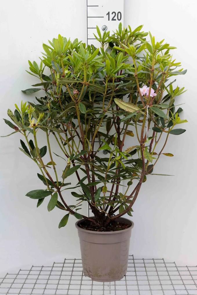 Rhododendron ponticum - pot 15L - 80+ cm -