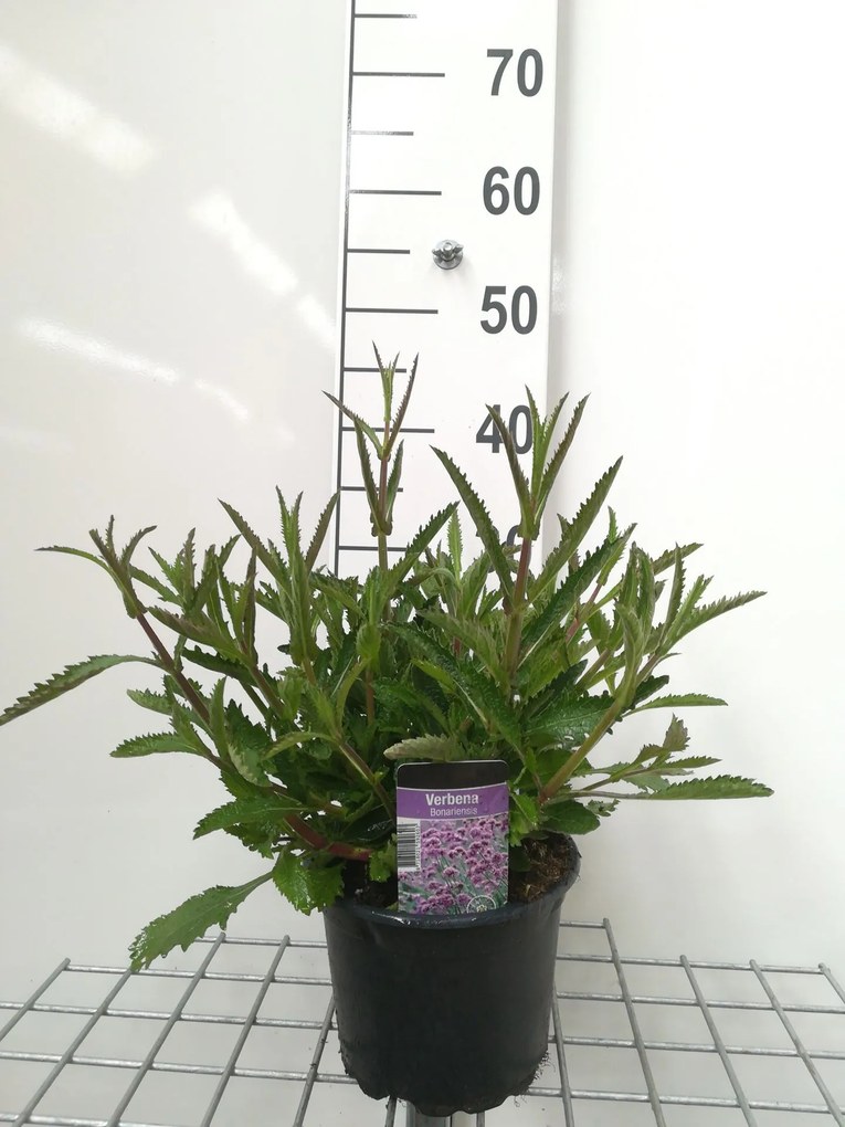 Verbena bonariensis - pot 2L -