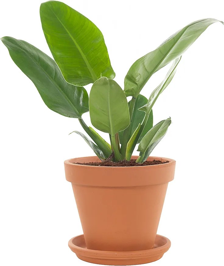 Philodendron Imperial Green incl. terracotta pot