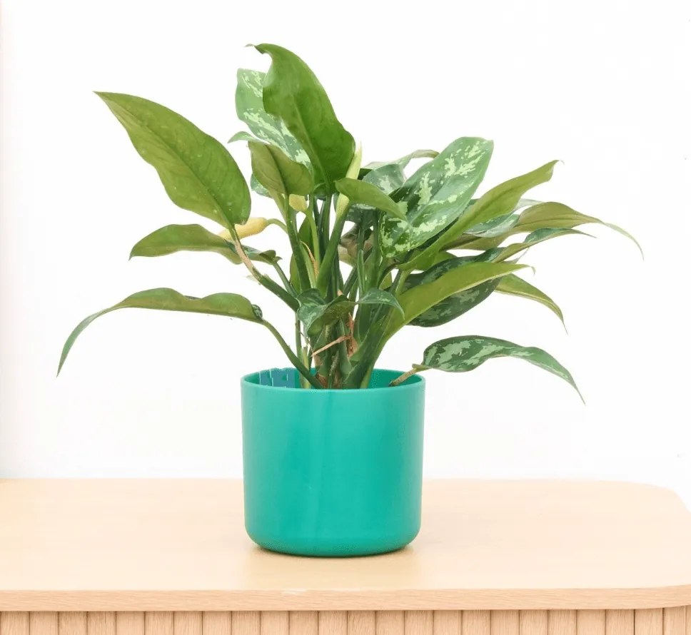 Aglaonema Maria - 30cm