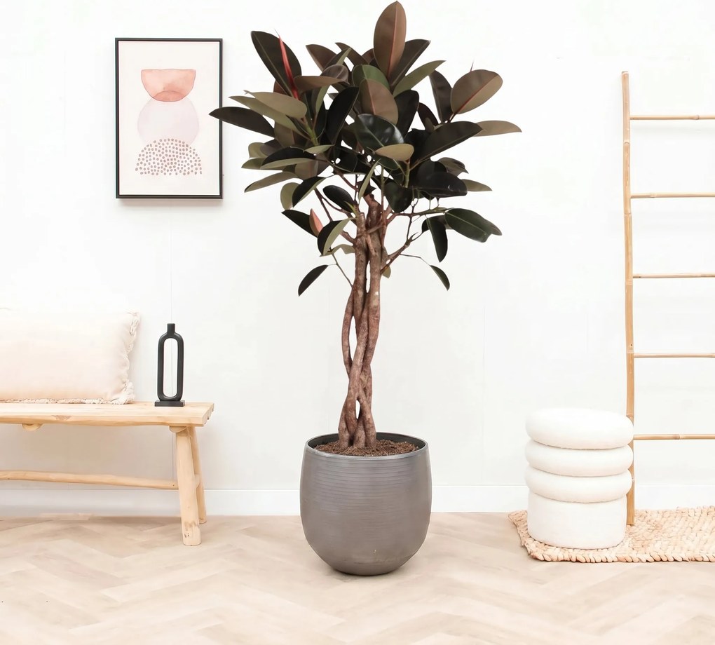 Ficus Elastica Burgundy gevlochten stam – 190cm