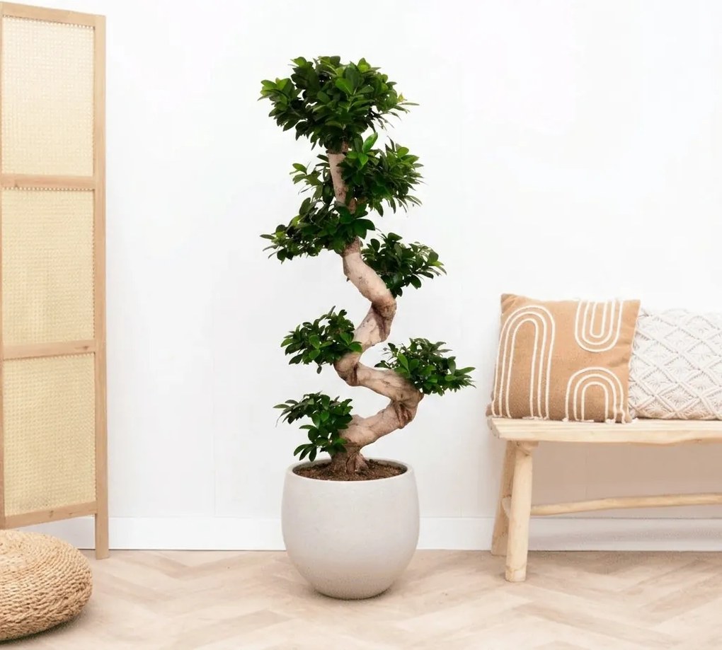 Ficus Microcarpa Ginseng s-vorm - 160cm
