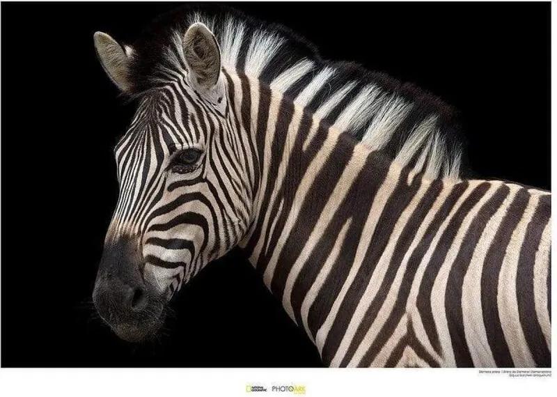 Damara Zebra Kunstdruk